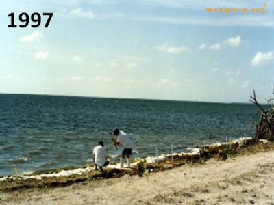 Hurricane Damaged Mangroves